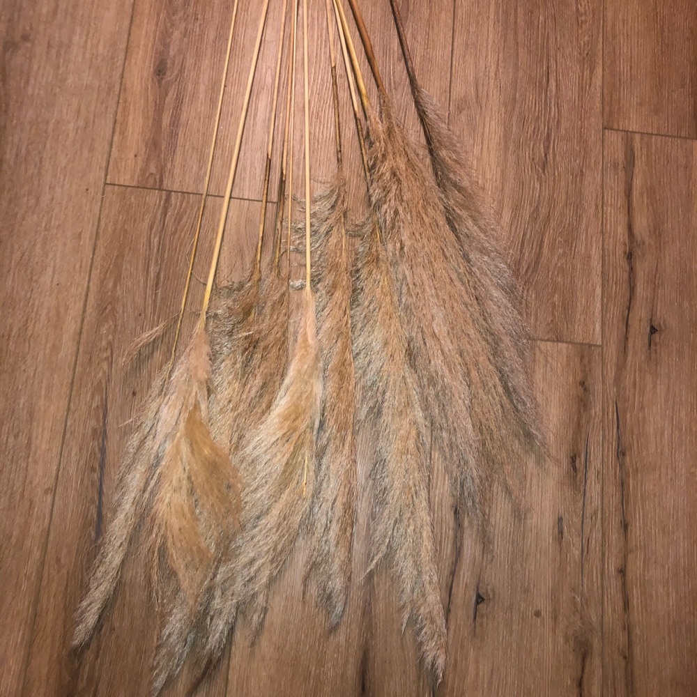 Dried pampas grass 5 STEMS